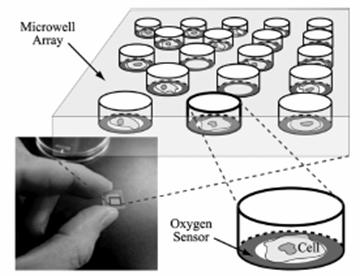Polymer Deposition For Single Cell Sensors